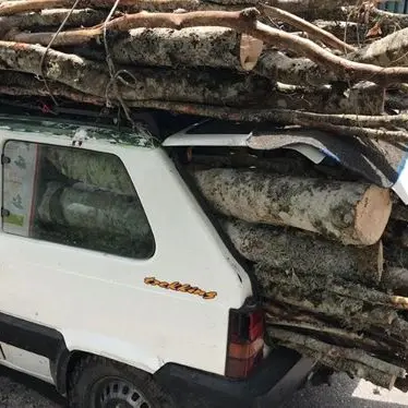 Taglia alberi nel Parco del Pollino, arrestato