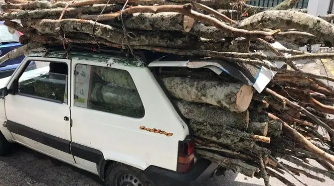 Taglia alberi nel Parco del Pollino, arrestato