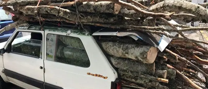 Taglia alberi nel Parco del Pollino, arrestato