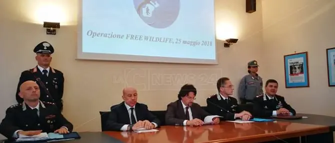 Il giro d’affari del traffico di specie protette, volatili venduti fino a 100 euro - VIDEO