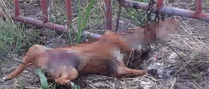 Macabra intimidazione a Squillace, cagnolina uccisa e appesa a un cancello