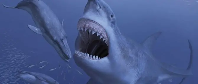 La balena di Pizzo forse vittima di uno squalo 7 milioni di anni fa - VIDEO