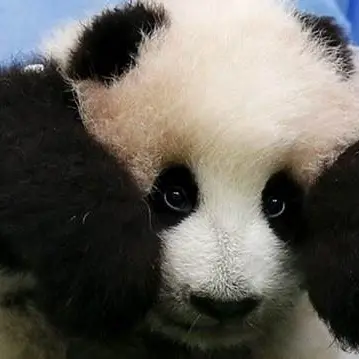 Malesia, ecco la baby panda: 9 chili di dolcezza