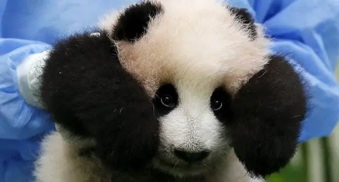 Malesia, ecco la baby panda: 9 chili di dolcezza