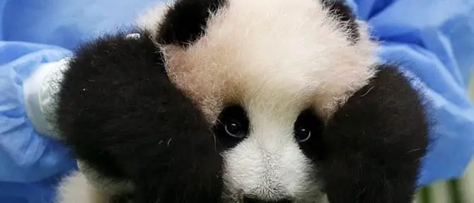 Malesia, ecco la baby panda: 9 chili di dolcezza