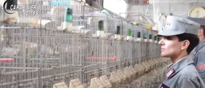 Traffico di specie protette, i bracconieri reggini godevano dei favori di doganieri corrotti - VIDEO