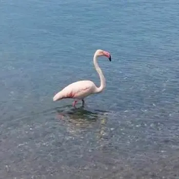 Arriva la calda stagione, sole e mare anche per un fenicottero