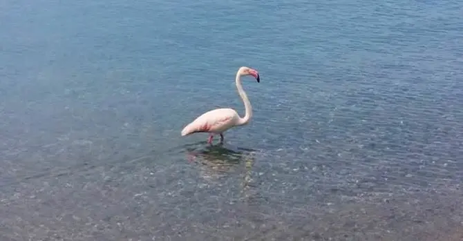 Arriva la calda stagione, sole e mare anche per un fenicottero