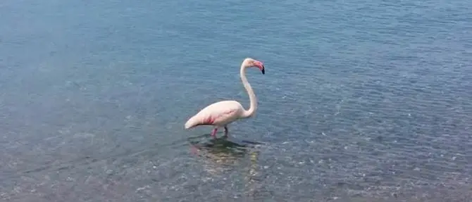 Arriva la calda stagione, sole e mare anche per un fenicottero