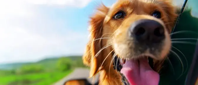 In vacanza con Fido, consigli per l’estate con gli amici a 4 zampe