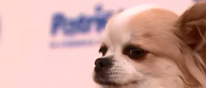 A Cannes brilla la stellina di Joy, premiato il chihuahua “perplesso” di Dogman - VIDEO