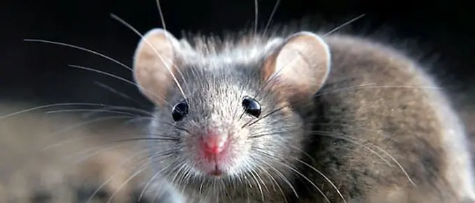 Un topo cade sulla testa della maestra mentre fa lezione