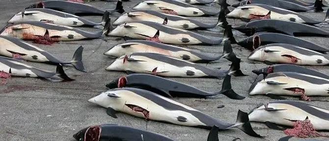 Più di cento balene incinte uccise dai cacciatori giapponesi