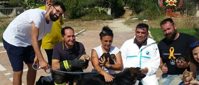 Nove cuccioli ritrovati in un canale di scolo, salvati dai vigili del fuoco