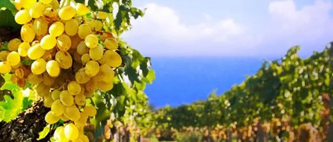 Vino, yoga e street art: ecco il percorso sensoriale a Strongoli