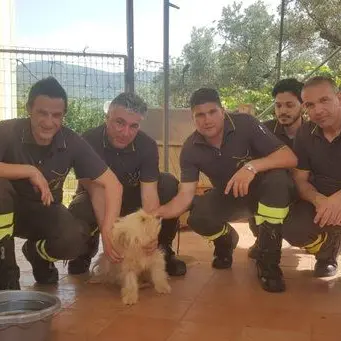 Salvato cucciolo incastrato sotto una lastra in cemento