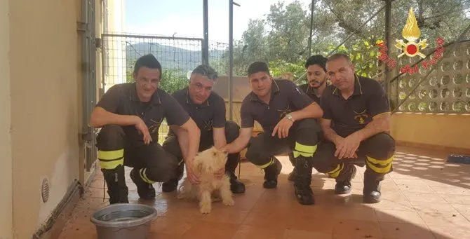 Salvato cucciolo incastrato sotto una lastra in cemento