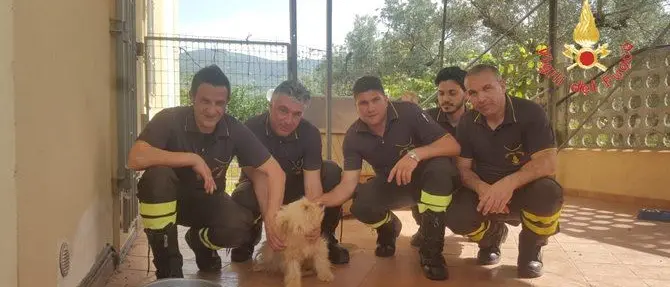 Salvato cucciolo incastrato sotto una lastra in cemento