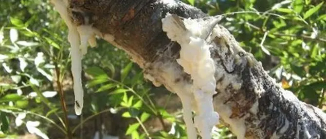 Il mistero della “manna” calabrese che veniva raccolta in campagna