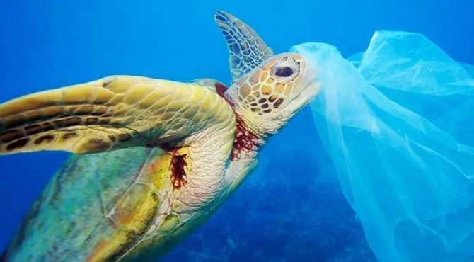 Giornata dell’Ambiente, occhi puntati sulla lotta contro la plastica nei mari