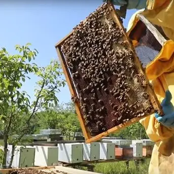 Lascia un lavoro sicuro e torna in Calabria “sulle ali delle api” - VIDEO