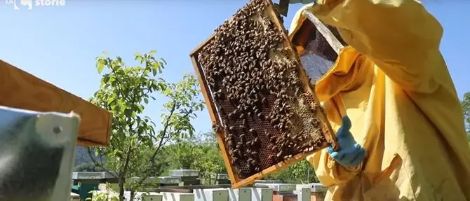 Lascia un lavoro sicuro e torna in Calabria “sulle ali delle api” - VIDEO