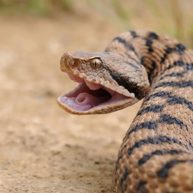 Morsa da una vipera, muore dopo due settimane di agonia