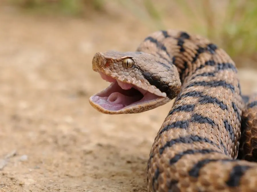 Morsa da una vipera, muore dopo due settimane di agonia