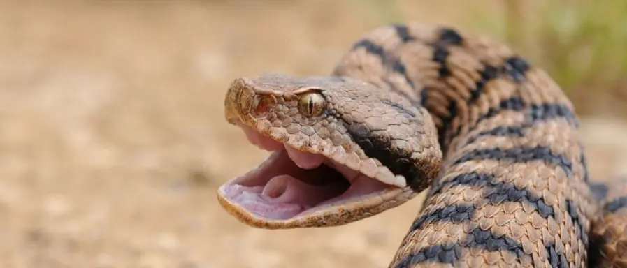 Morsa da una vipera, muore dopo due settimane di agonia