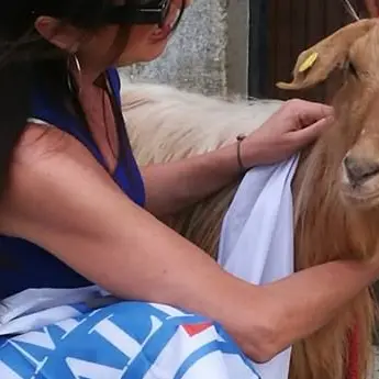 Capretta maltrattata e destinata ad essere abbattuta trova casa