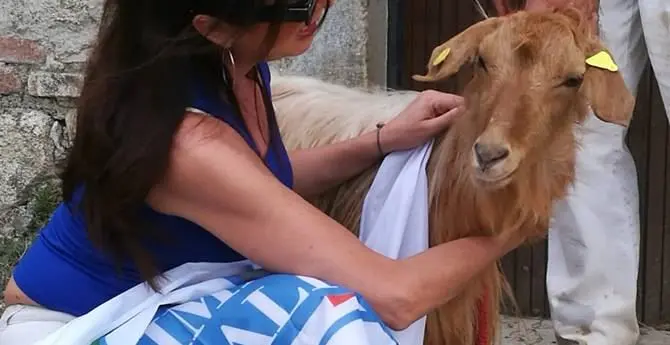 Capretta maltrattata e destinata ad essere abbattuta trova casa