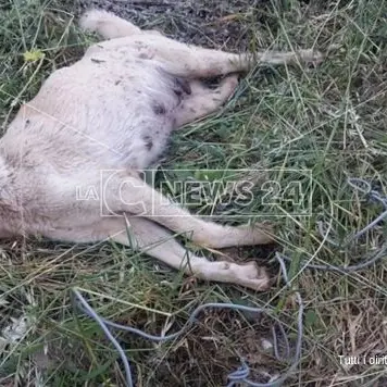 Maltrattata e sepolta viva, cagnetta dà alla luce nove cuccioli prima di morire - VIDEO