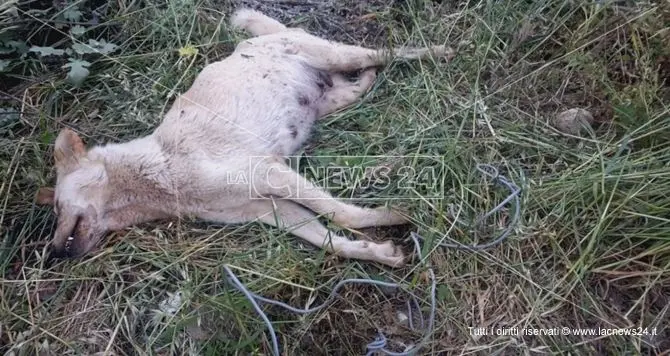 Maltrattata e sepolta viva, cagnetta dà alla luce nove cuccioli prima di morire - VIDEO