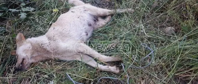 Maltrattata e sepolta viva, cagnetta dà alla luce nove cuccioli prima di morire - VIDEO