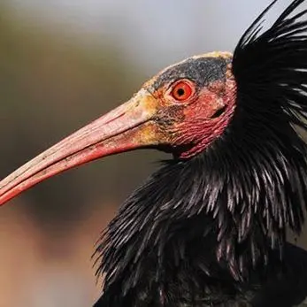 Ibis eremita estinto nel 1600 ricompare a Cuneo
