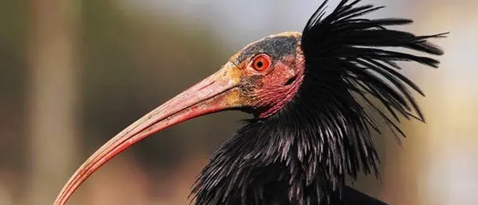 Ibis eremita estinto nel 1600 ricompare a Cuneo