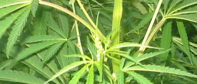 Scoperta piantagione di canapa nel Vibonese