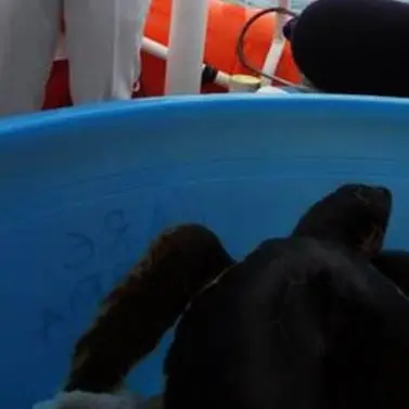 Curata e liberata in mare la tartaruga marina ferita