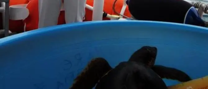 Curata e liberata in mare la tartaruga marina ferita