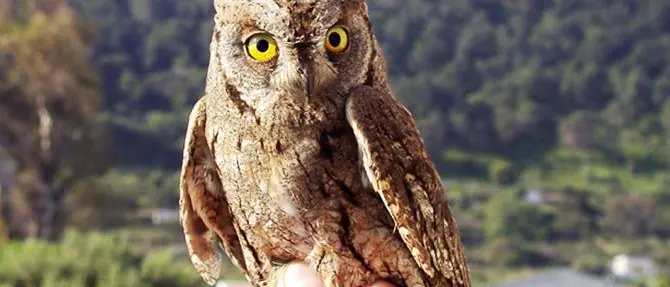 Allarme nel cuore della notte sveglia i cittadini, ma è un assiolo