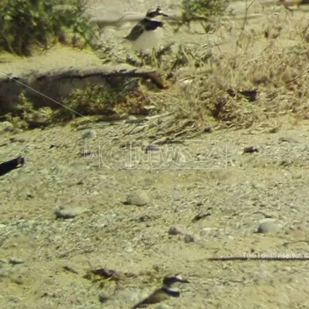 Tra le dune dell'Angitola si schiudono le uova di una rara specie di uccello