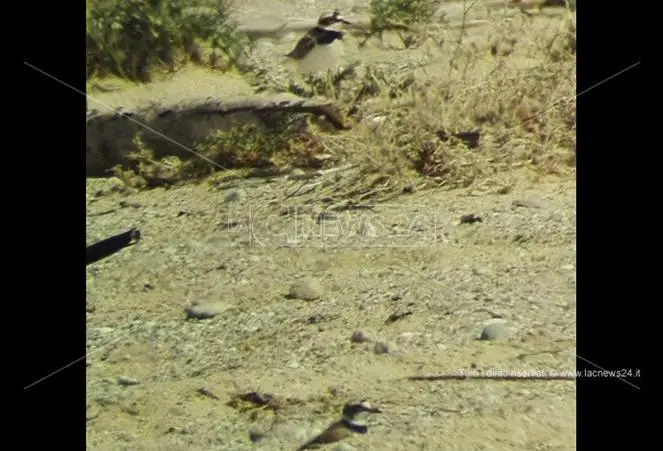 Tra le dune dell'Angitola si schiudono le uova di una rara specie di uccello