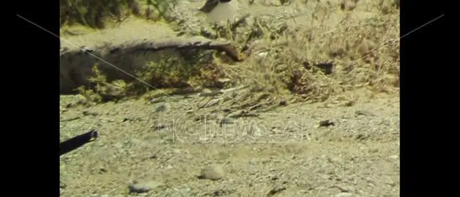 Tra le dune dell'Angitola si schiudono le uova di una rara specie di uccello