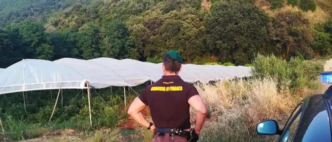 Scoperta una fabbrica di marijuana, 89mila piante in 20 serre -VIDEO