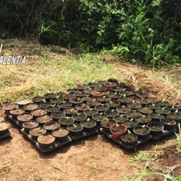 Sorpresi mentre innaffiano piante di marijuana, arrestati due fratelli FOTO - VIDEO