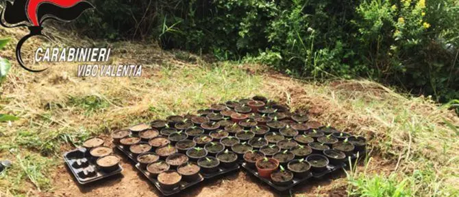 Sorpresi mentre innaffiano piante di marijuana, arrestati due fratelli FOTO - VIDEO