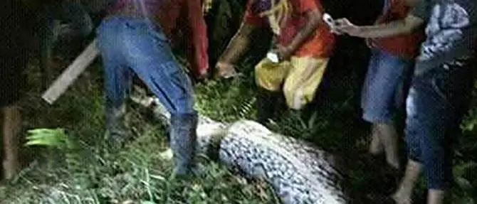 Donna dispersa da giorni: era stata ingoiata da un pitone