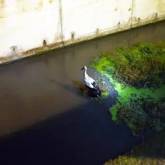 Investita da un’auto finisce in un canale, cicogna salvata