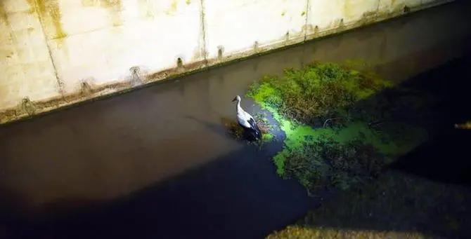 Investita da un’auto finisce in un canale, cicogna salvata