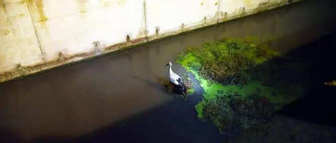 Investita da un’auto finisce in un canale, cicogna salvata